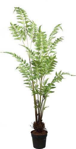 PTMD Tree Green Varenboom Kunstplant - H40 x Ø25 cm - Plastic pot - Groen