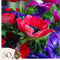 Plant in a Box - Anemone de Caen Mix x50 - Bloembollen winterhard - Tuin, pot of balkon