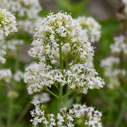 Centranthus ruber 'Albus' - witte valeriaan | 1 stuk | Bijen- en vlinderplant | Bijentuin | Geurende plant | tuinplant geurend | 11x11 cm Kwekerspot | Geurend | Wit