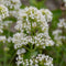 Centranthus ruber 'Albus' - witte valeriaan | 1 stuk | Bijen- en vlinderplant | Bijentuin | Geurende plant | tuinplant geurend | 11x11 cm Kwekerspot | Geurend | Wit