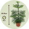 Plant in a Box - Araucaria Heterophylla - Norfolkden - Kamerden - Pot 14cm - Hoogte 45-55cm
