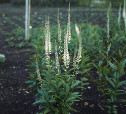 5 stuks Veronicastrum virginicum Album