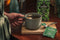 Pukka Supreme matcha green tea