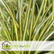 Plant in a Box - Carex hachijoensis 'Evergold' - Set van 6 - Winterhard siergras groenblijvend - Pot 14cm - Hoogte 25-35cm