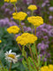 Duizendblad (Achillea fil.) 'Cloth of Gold' | 1 stuk | Bijen- en vlinderplant | Bijentuin | 11x11 cm Kwekerspot | Geurend | Geel