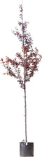 Puperbladige sierpruim Prunus cerasifera Nigra h 350 cm st. omtrek...