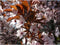 Puperbladige sierpruim Prunus cerasifera Nigra h 350 cm st. omtrek...