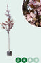 Puperbladige sierpruim Prunus cerasifera Nigra h 350 cm st. omtrek...