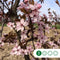 Puperbladige sierpruim Prunus cerasifera Nigra h 350 cm st. omtrek...