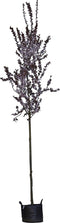 Puperbladige sierpruim Prunus cerasifera Nigra h 350 cm st. omtrek...