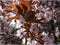 Puperbladige sierpruim Prunus cerasifera Nigra h 450 cm st. omtrek...