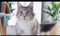 Purina ONE Urinary Care - Kip - Kattenvoer - 800 g