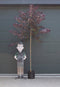 Judasboom 'Forest Pansy' hoogstam | Cercis canadensis 'Forest Pansy' 6-10 cm | Bomenbezorgd.nl