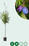 Grote pruimenboom Victoria | Prunus d. Victoria 10-14 cm | Bomenbezorgd.nl