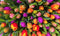 Puzzel 1000 stukjes - Tulpen