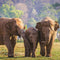 Puzzel Colorbaby Elephant 500 Onderdelen 6 Stuks 61 x 46 x 0,1 cm