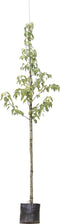 Zakdoekenboom | Davidia involucrata 10-14 cm | Bomenbezorgd.nl