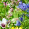Customize it - Tuinschilderij kleur wei 130x70