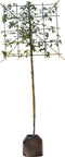 Gouden regen leiboom 180 cm | Laburnum watereri 'Vossi' 10-14 cm | Bomenbezorgd.nl