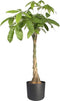 Elho B.for Soft Rond 35 - Bloempot voor Binnen - 100% Gerecycled Plastic - Ø 34.5 x H 32.3 cm - Antraciet