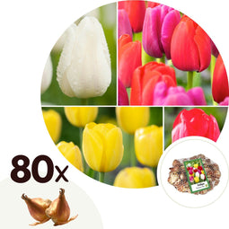 Plant in a Box - Tulipa Triumph Mix - Bloembollen x80 - Tulp - Wit / Rood / Geel - Hollandse bollen