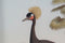 Schilderij DKD Home Decor Orientaals Reiger 45 x 3 x 60 cm (9 Stuks)