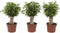 Ficus Natasja(Ficus benjamina)