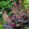 Heuchera micr. 'Palace Purple' | 1 stuk | groenblijvende vaste plant | wintergroen | Schaduwplant | tuinplant schaduw | 11x11 cm Kwekerspot | verwilderend | winterhard | Wit