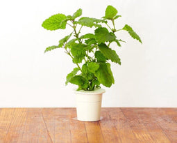 Citroen Melisse Smart Herb Garden (3-pack)