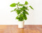 Citroen Melisse Smart Herb Garden (3-pack)