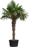 Chinese waaierpalm - Trachycarpus Fortunei 190 cm stamhoogte