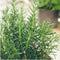 Plants by Frank - 48 Rozemarijnplant - Vaste planten - Tuinplanten - 48 x Ø7 cm - 25 cm - Rosmarinus offincalis winterhard - Geurhaag - Vers geleverd door de kweker