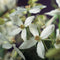 3 stuks - Van der starre - Klimplant Clematis armandii 75 cm