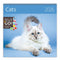 2026 Kalender schrijven 30 x 30 katten - gratis 2025