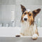 Greenfields Vacht Verzorging Set voor Honden Shampoo & Conditioner en Spray&Go Droogshampoo 250ML