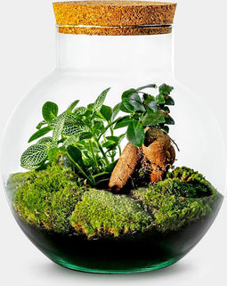 50x Bolder Bonsai Terrarium - Logo Graveren