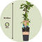 Plant in a Box - Rubus fruticosus 'Thornfree' - Set van 4 - Braam - Doornloze zwarte braam - Fruitplanten - Struik - ⌀15cm - Hoogte 50-60cm