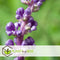 Plant in a Box - Liriope muscari 'Ingwersen' - Set van 6 - Winterharde siergrassen - Pot 14cm - Hoogte 25-35cm