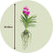 Plant in a Box - Vanda orchidee 'Tayanee Cerise' - Creme-wit - Hoogte 65cm