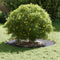 vidaXL - Plantenring - 5 - stuks - Anthraciet - Ø40/70 - cm - Staal