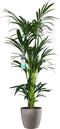 Kentia Palm XL in ELHO Brussels Diamond (Oyster Pearl) - Hoogte ↕ 160cm - Pot ∅ 25cm