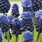 5 stuks - JUB - Muscari latifolium 12 bollen