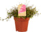 Muehlenbeckia ↨ 15cm - hoge kwaliteit planten