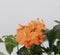 Plant in a Box - Crossandra Fortuna - Set van 2 - Bloeiende kamerplanten - Mooie heldere bloemen - Pot 13cm - Hoogte 20-30cm