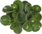 Peperomia Obtusifolia