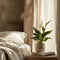 Plant in a Box - Spathiphyllum - set van 2 - Pokon - enkelbladige kamerplant - pot 17cm - hoogte 60-70cm - luchtzuiverende kamerplant