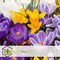 Plant in a Box - Crocus Large Flowering Mix - Bloembollen x30 - Krokus - Paars / Geel