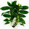 Dendrobium Nobile Apollon 3T – ↨ 50cm – ⌀ 12cm