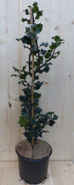 Hulst Zwart/Groen 80 cm