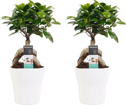 Decorum Duo Ficus Ginseng Bonsai geënt met sierpot Anna white ()